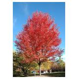 Autumn Blaze Maple - 2"