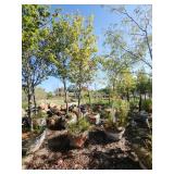 Sugar Maple Tree 2.5" Caliper