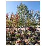 Sienna Glen Maple - 3.5"