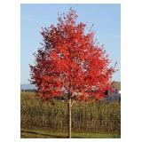 Sienna Glen Maple - 3.5"