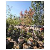 Red Maple - 2.5" Caliper