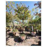 Hot Wings Maple - 2"