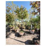 Hot Wings Maple - 2"