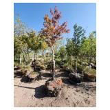 Autumn Blaze Maple  - 2"