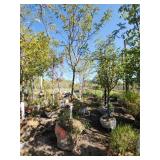 Skyline Locust - 2" Caliper