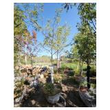 Skyline Locust - 2" Caliper