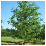 Skyline Locust - 2" Caliper