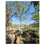 Skyline Locust - 2" Caliper