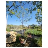 Skyline Locust - 2" Caliper