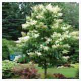 Japanese Lilac 1.5"