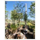 Spring Snow Crab 1.5"