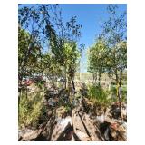 Spring Snow Crab 1.5"