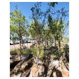 Spring Snow Crab 1.5"