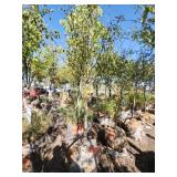 Spring Snow Crab 1.5"