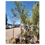 Spring Snow Crab 1.5"