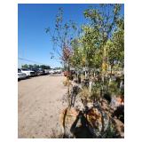 Spring Snow Crab 1.5"