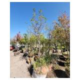 Red Jewel Crabapple 2"