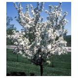 Red Jewel Crabapple 2"