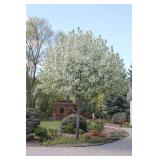 Spring Snow Crab - 2"