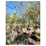 Spring Snow Crab - 2"