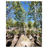 American Linden - 3.5"