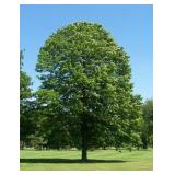 American Linden - 3.5"