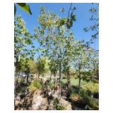 American Linden 3.5"