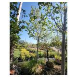 American Linden 3.5"