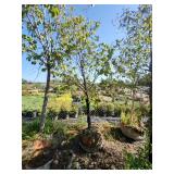 American Hophornbeam Tree - 3"