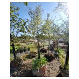 American Hophornbeam Tree - 3"