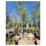 Princeton Elm - 3.5"