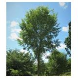 Princeton Elm - 3.5"
