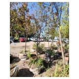 Hot wings Maple 2.5"