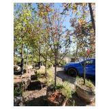 Hot wings Maple 2.5"