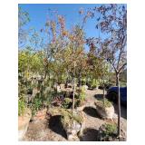 Hot Wings Maple 2.5"