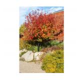 Hot Wings Maple 2.5"