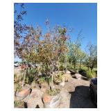 Hot Wings Maple - 2.5"