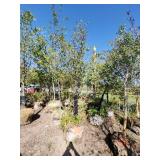 American Hophornbeam Tree - 3"