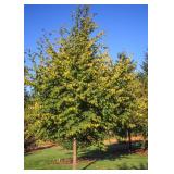 American Hophornbeam Tree - 3"