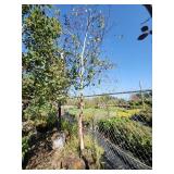 River Birch Single Stem 3"