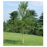 River Birch Single Stem 3"