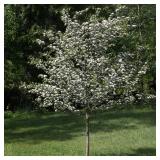 Hawthorne Tree 2"