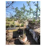 Hawthorne 2" Caliper