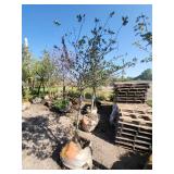 Hawthorne 2" Caliper