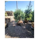 Techny Globe Arborvitae