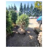 Techny Globe Arborvitae