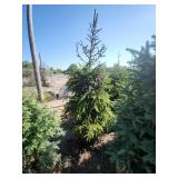 Black hills Spruce - 6-7