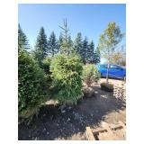 Black hills Spruce - 6-7