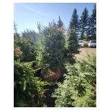 Black hills Spruce - 6-7