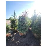 Black hills Spruce - 6-7